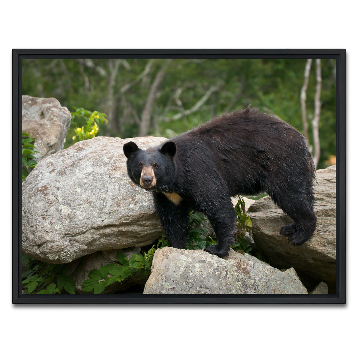 AUTO-MOCKUP WHITE | Black Bear | 1 Piece | Black Framed Canvas | group=4x3