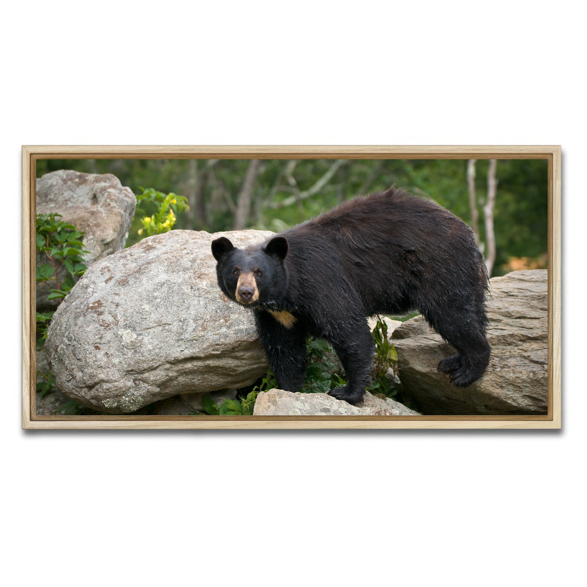 AUTO-MOCKUP WHITE | Black Bear | 1 Piece | Natural Framed Canvas | group=2x1