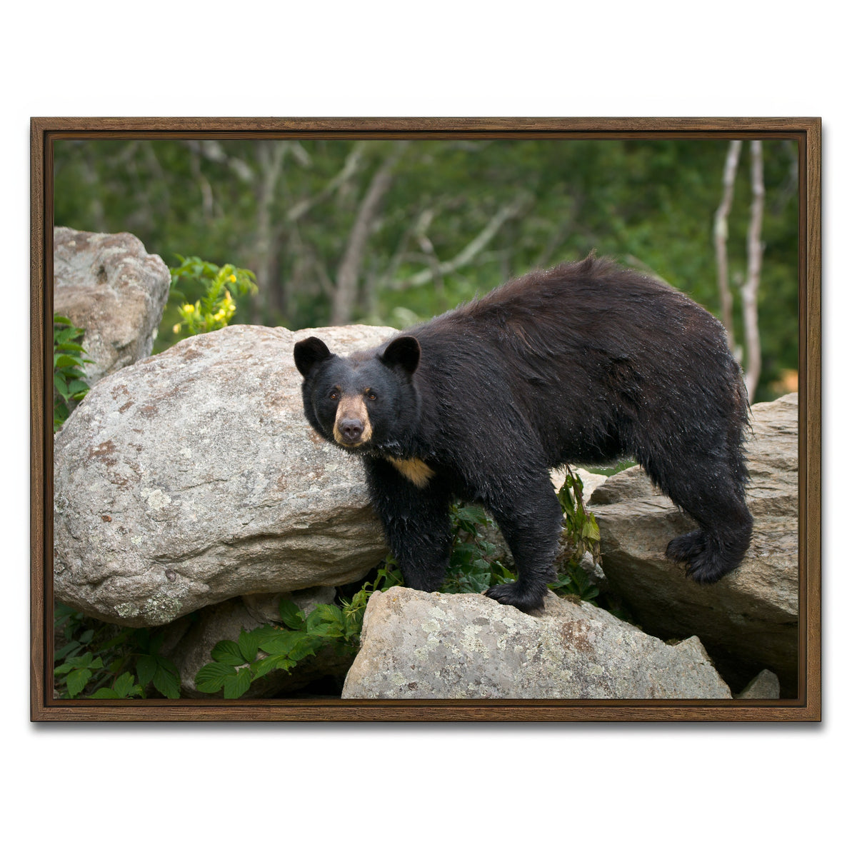 AUTO-MOCKUP WHITE | Black Bear | 1 Piece | Walnut Framed Canvas | group=4x3