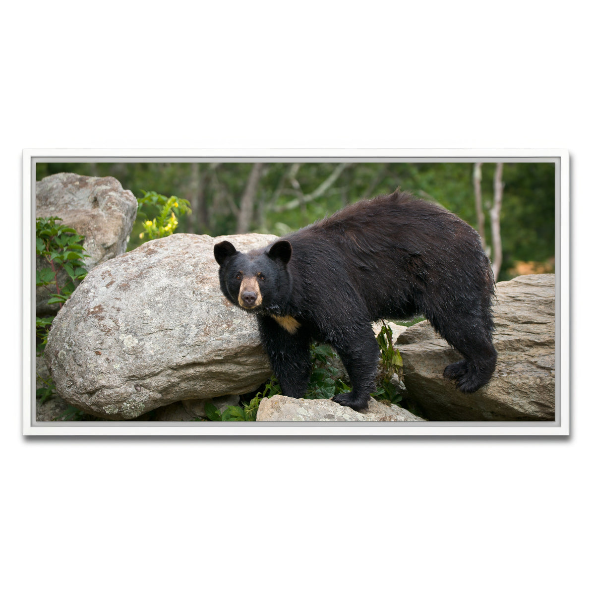 AUTO-MOCKUP WHITE | Black Bear | 1 Piece | White Framed Canvas | group=2x1