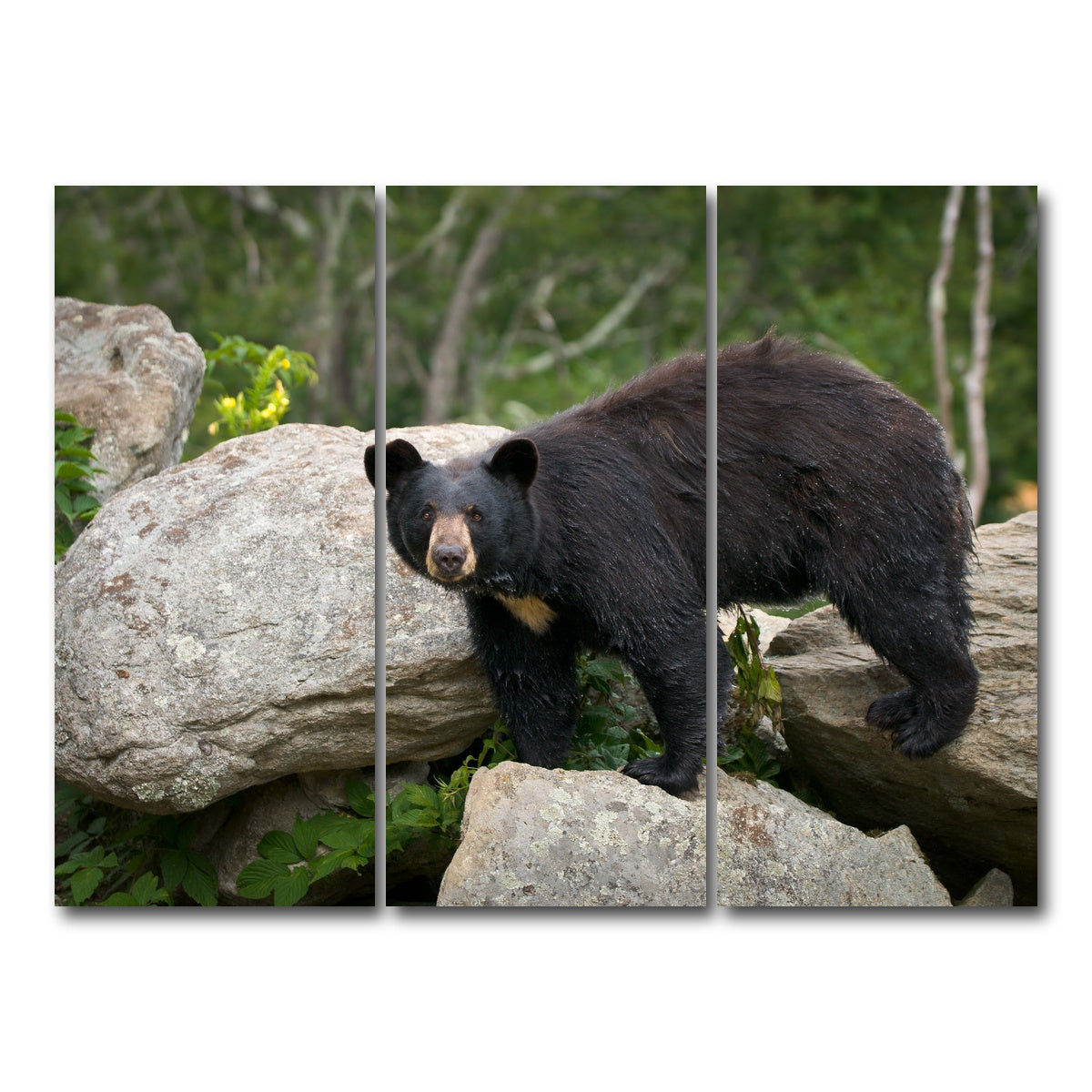 AUTO-MOCKUP WHITE | Black Bear | 3 Piece | Gallery Wrap Canvas | group=8x18