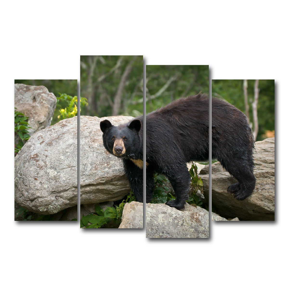 AUTO-MOCKUP WHITE | Black Bear | 4 Piece | Gallery Wrap Canvas | group=4_normal