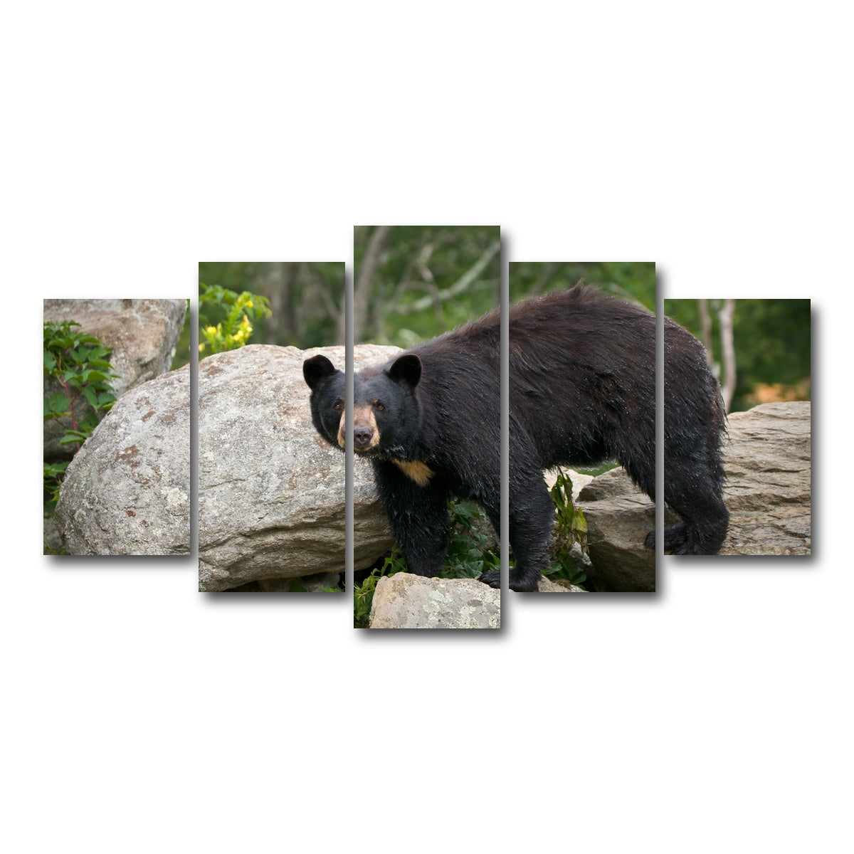 AUTO-MOCKUP WHITE | Black Bear | 5 Piece | Gallery Wrap Canvas | group=5_normal