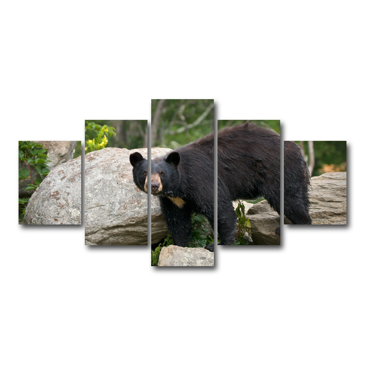 AUTO-MOCKUP WHITE | Black Bear | 5 Piece | Gallery Wrap Canvas | group=5_short