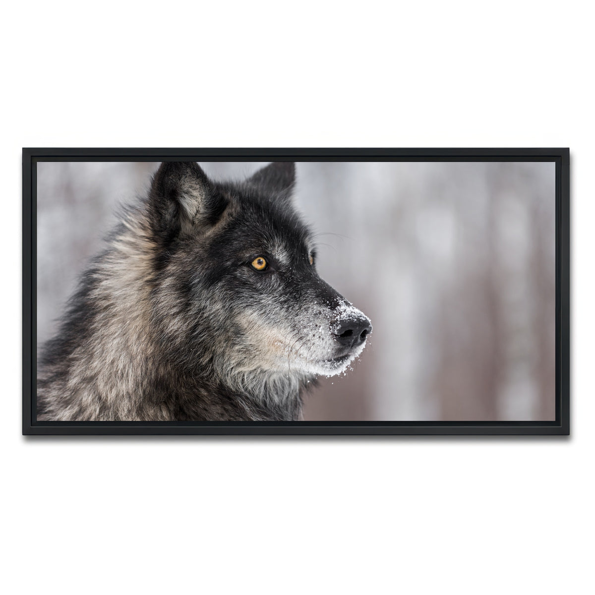 AUTO-MOCKUP WHITE | Black Grey Wolf | 1 Piece | Black Framed Canvas | group=2x1