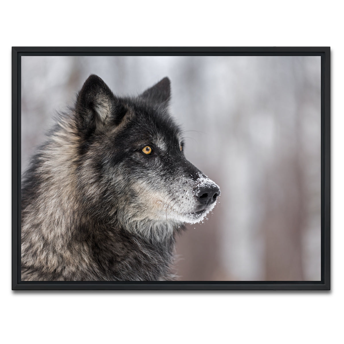 AUTO-MOCKUP WHITE | Black Grey Wolf | 1 Piece | Black Framed Canvas | group=4x3