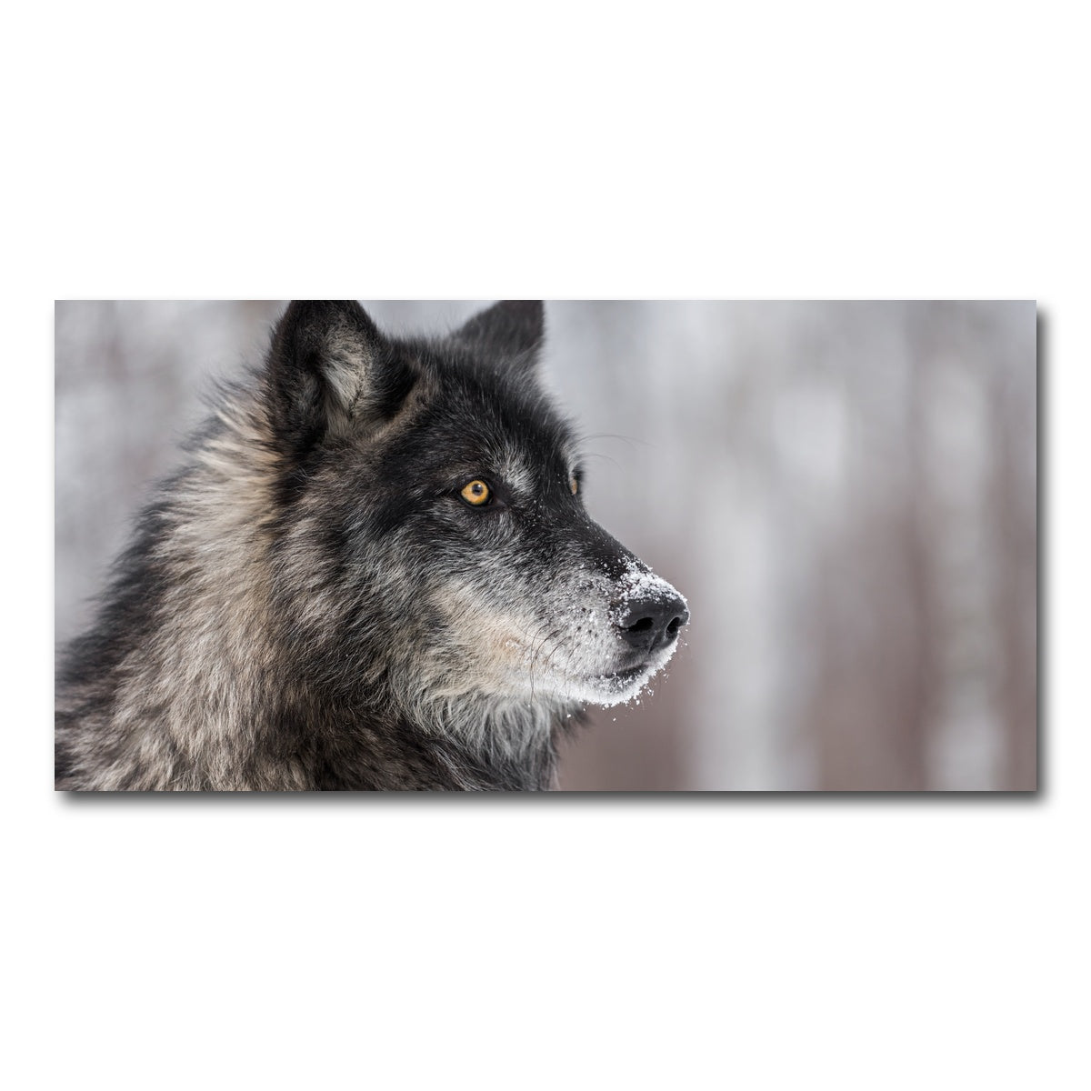 AUTO-MOCKUP WHITE | Black Grey Wolf | 1 Piece | Gallery Wrap Canvas | group=2x1