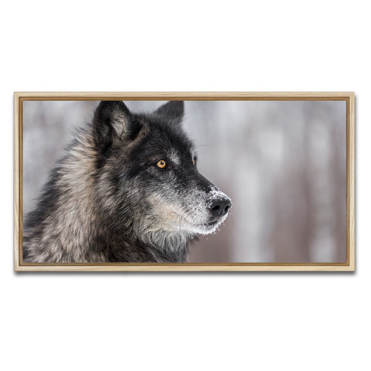AUTO-MOCKUP WHITE | Black Grey Wolf | 1 Piece | Natural Framed Canvas | group=2x1