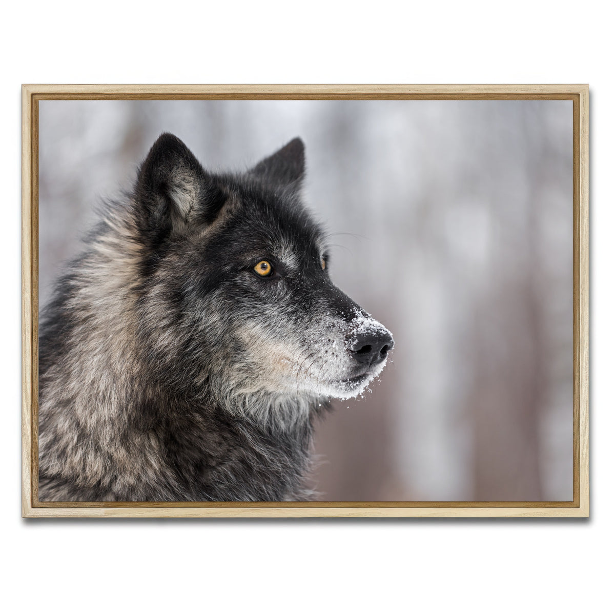 AUTO-MOCKUP WHITE | Black Grey Wolf | 1 Piece | Natural Framed Canvas | group=4x3