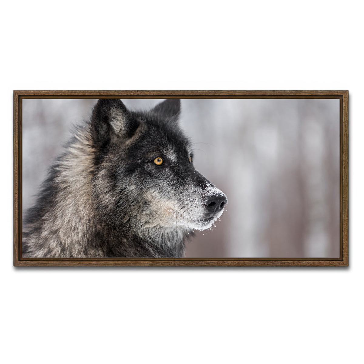 AUTO-MOCKUP WHITE | Black Grey Wolf | 1 Piece | Walnut Framed Canvas | group=2x1