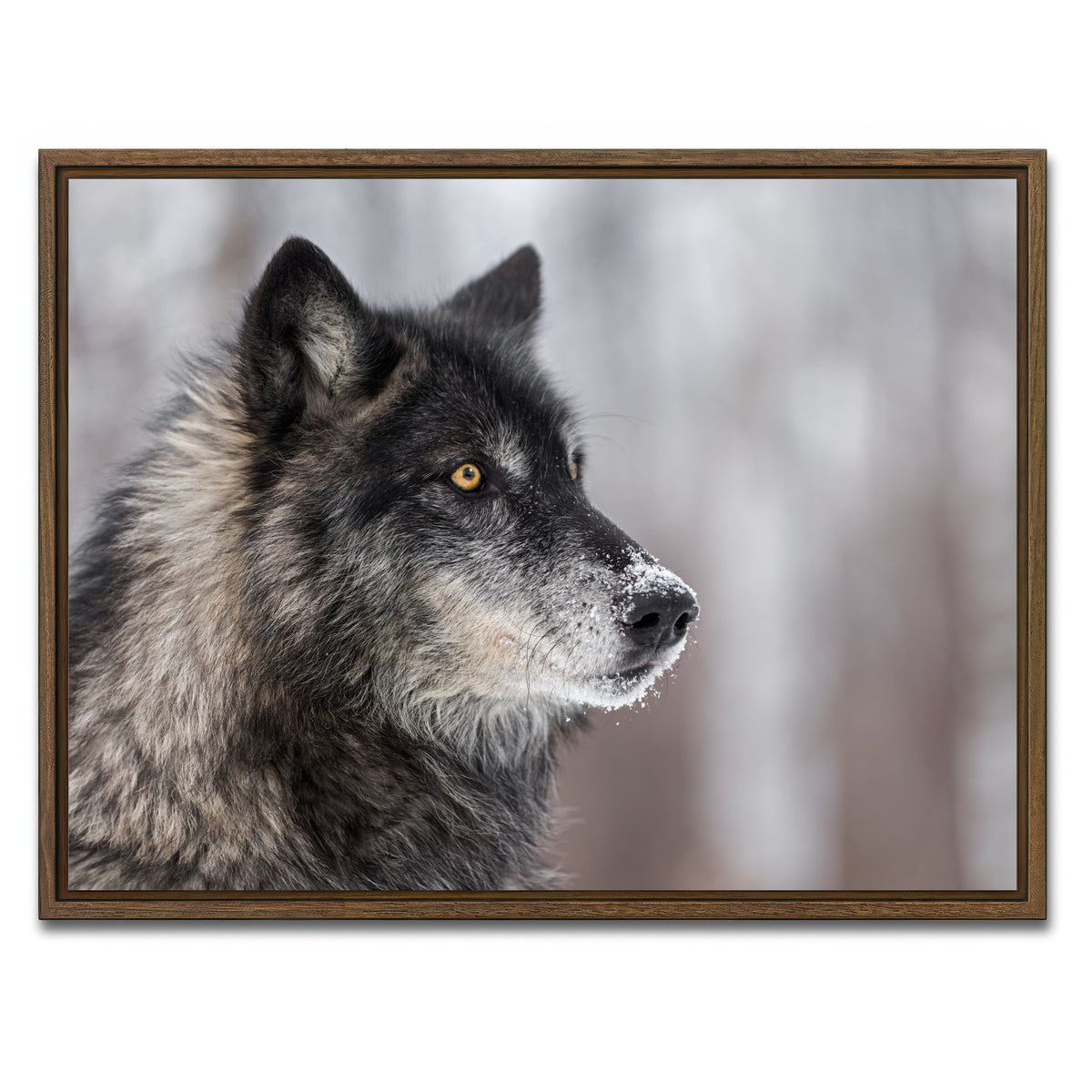 AUTO-MOCKUP WHITE | Black Grey Wolf | 1 Piece | Walnut Framed Canvas | group=4x3