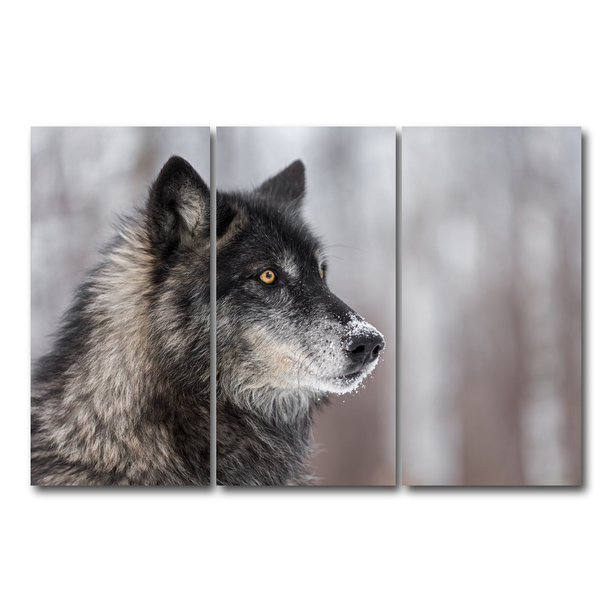 AUTO-MOCKUP WHITE | Black Grey Wolf | 3 Piece | Gallery Wrap Canvas | group=12x24