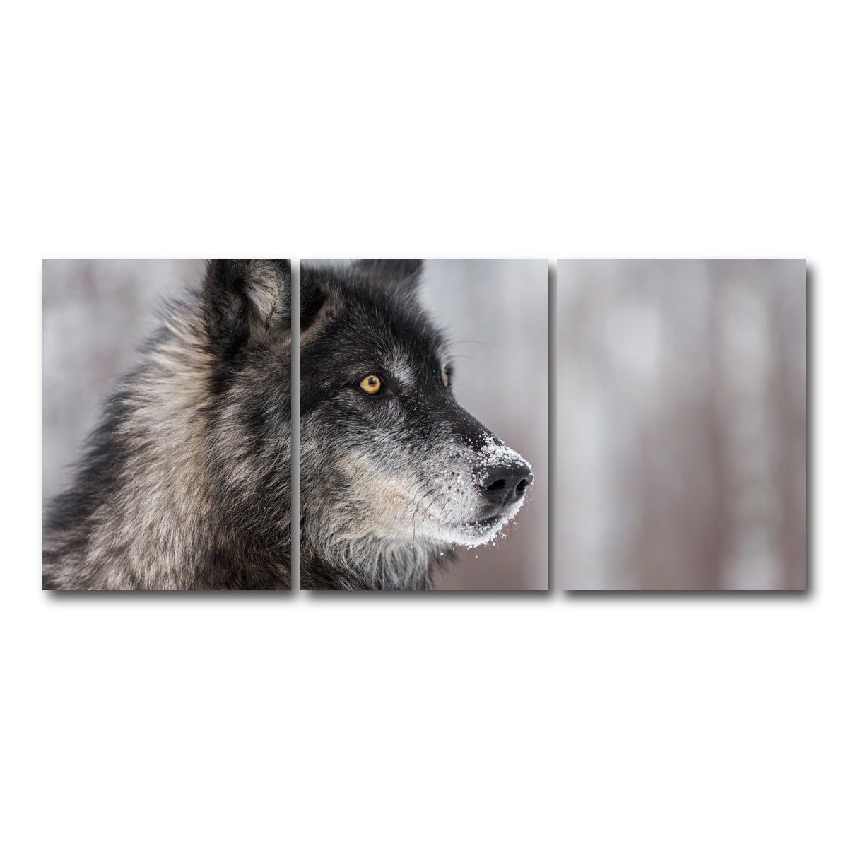 AUTO-MOCKUP WHITE | Black Grey Wolf | 3 Piece | Gallery Wrap Canvas | group=18x24