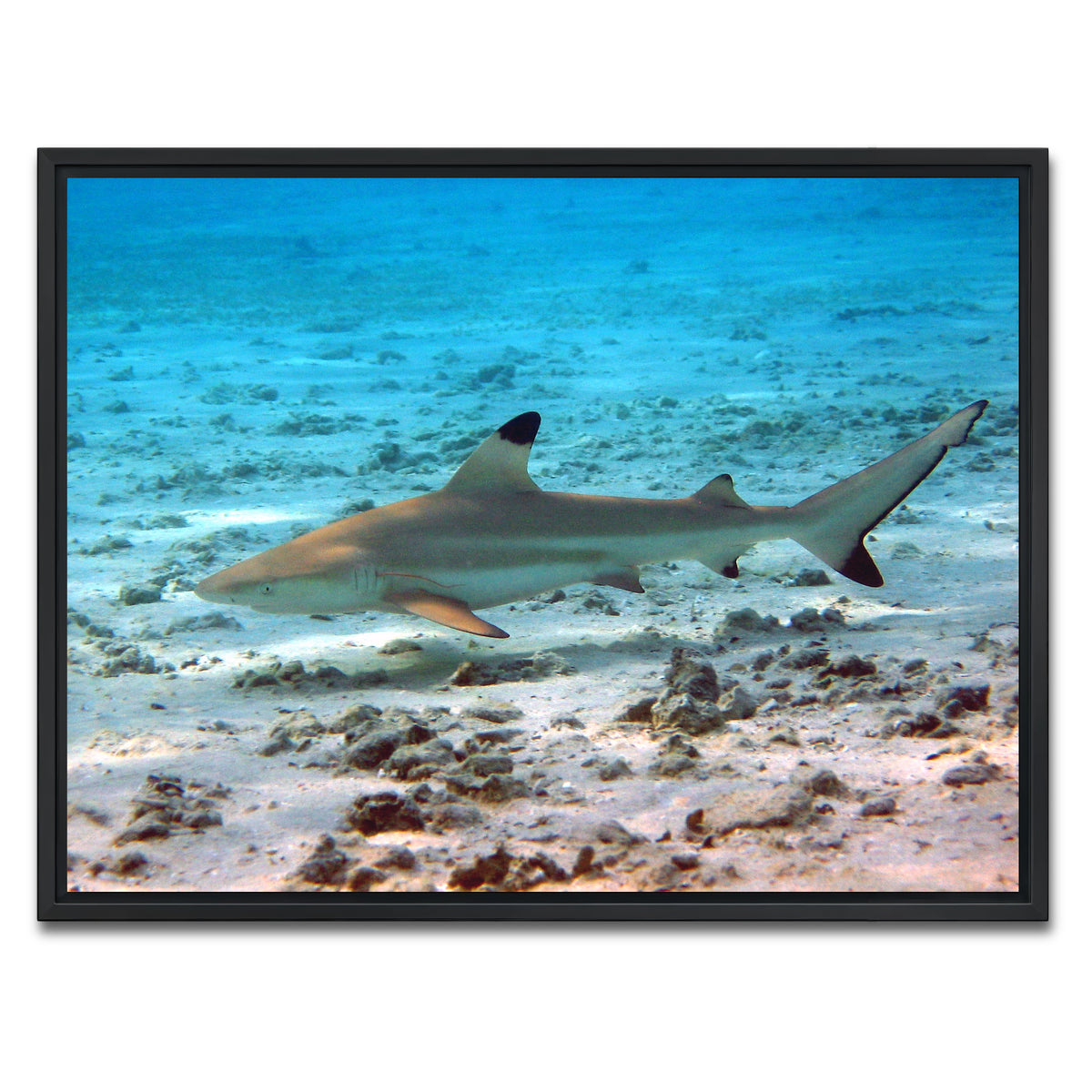 AUTO-MOCKUP WHITE | Black Tip Reef Shark | 1 Piece | Black Framed Canvas | group=4x3