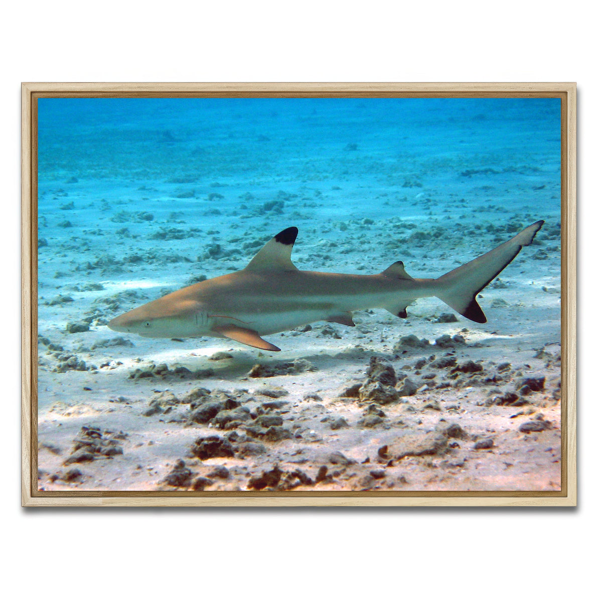 AUTO-MOCKUP WHITE | Black Tip Reef Shark | 1 Piece | Natural Framed Canvas | group=4x3