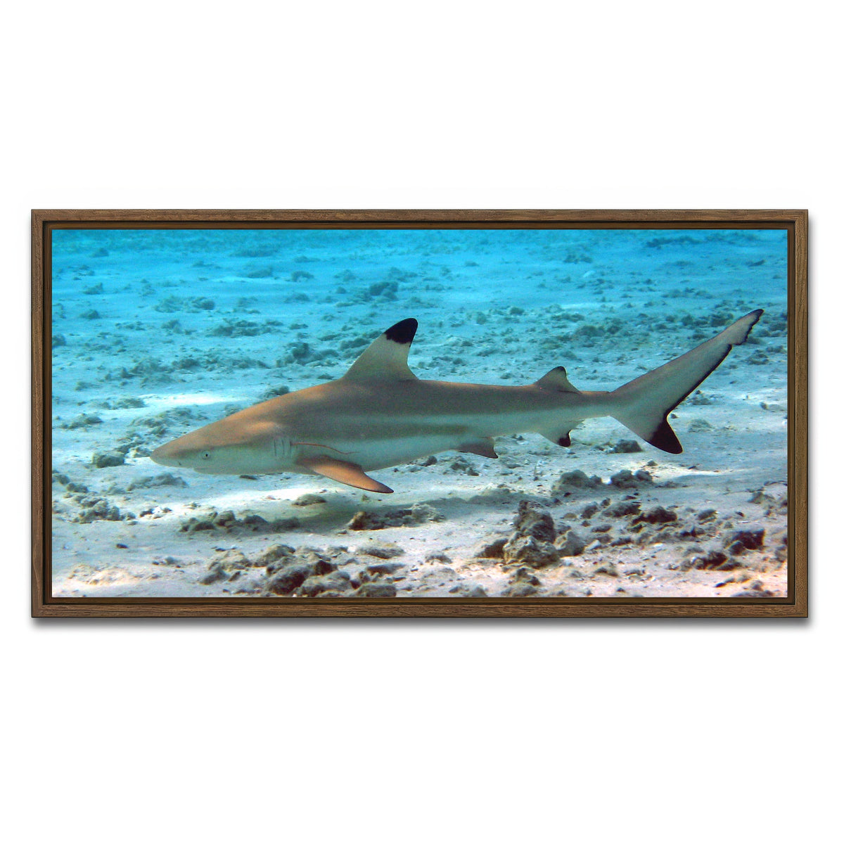 AUTO-MOCKUP WHITE | Black Tip Reef Shark | 1 Piece | Walnut Framed Canvas | group=2x1