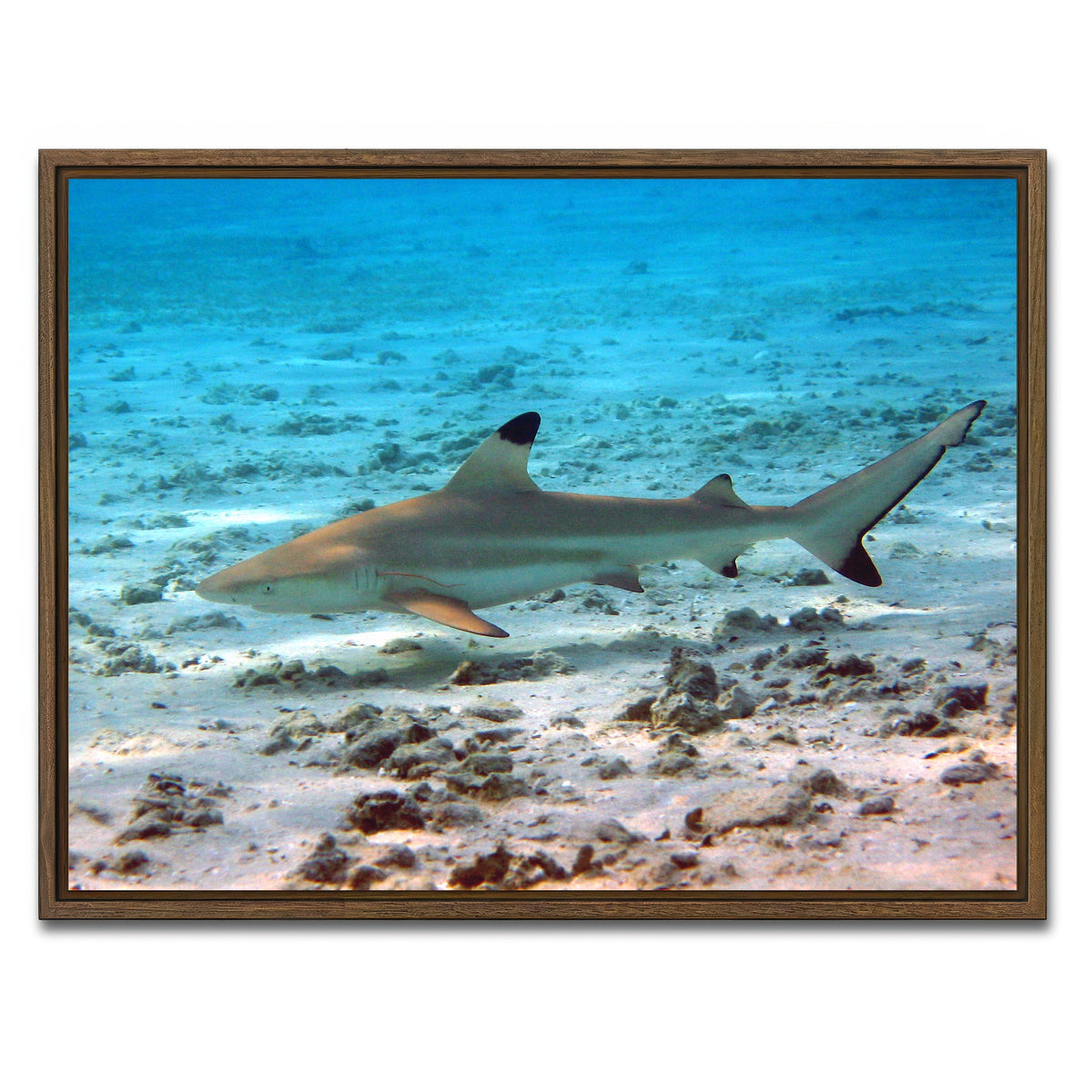 AUTO-MOCKUP WHITE | Black Tip Reef Shark | 1 Piece | Walnut Framed Canvas | group=4x3