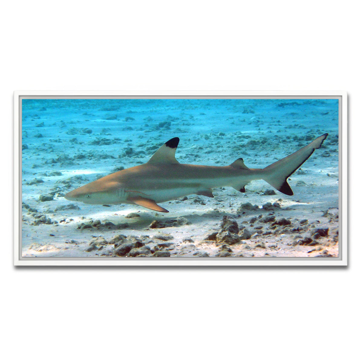 AUTO-MOCKUP WHITE | Black Tip Reef Shark | 1 Piece | White Framed Canvas | group=2x1
