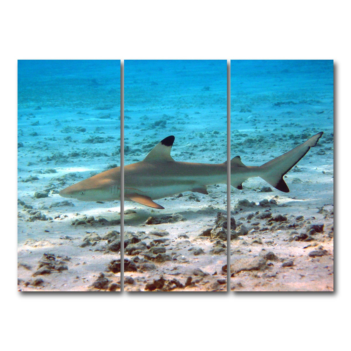 AUTO-MOCKUP WHITE | Black Tip Reef Shark | 3 Piece | Gallery Wrap Canvas | group=8x18