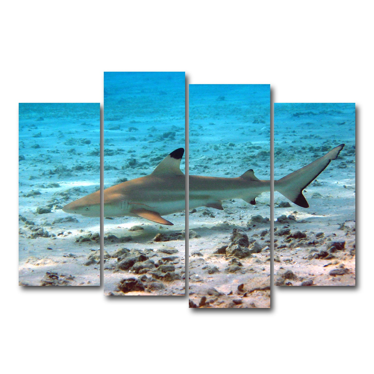 AUTO-MOCKUP WHITE | Black Tip Reef Shark | 4 Piece | Gallery Wrap Canvas | group=4_normal