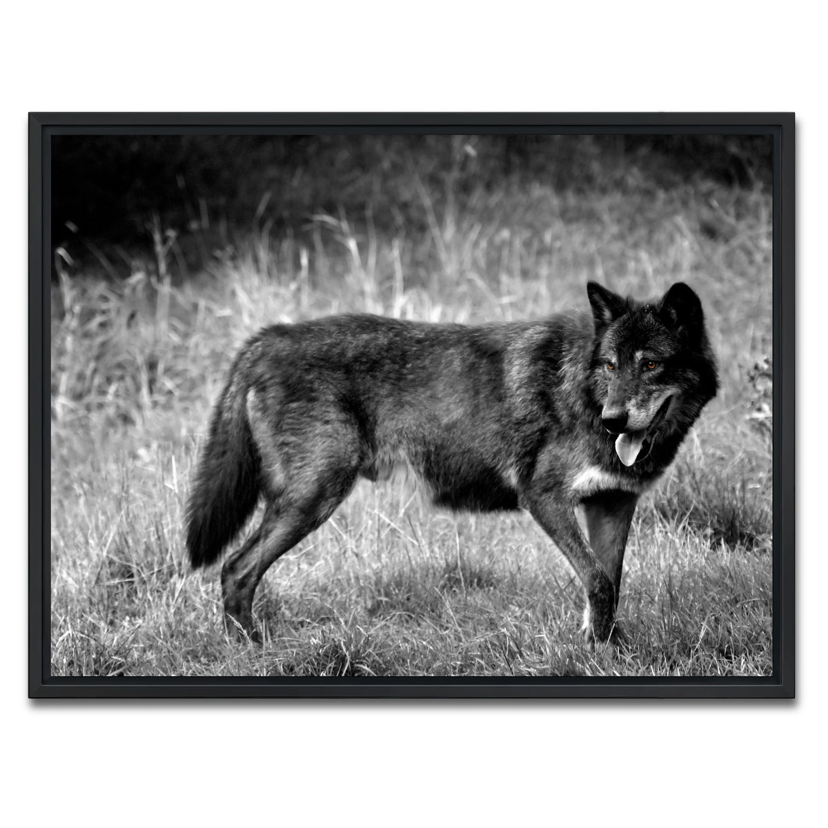 AUTO-MOCKUP WHITE | Black Wolf Grayscale | 1 Piece | Black Framed Canvas | group=4x3