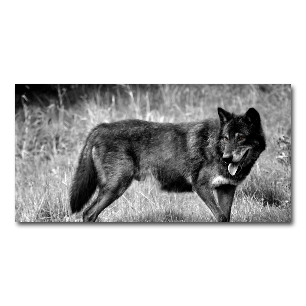 AUTO-MOCKUP WHITE | Black Wolf Grayscale | 1 Piece | Gallery Wrap Canvas | group=2x1