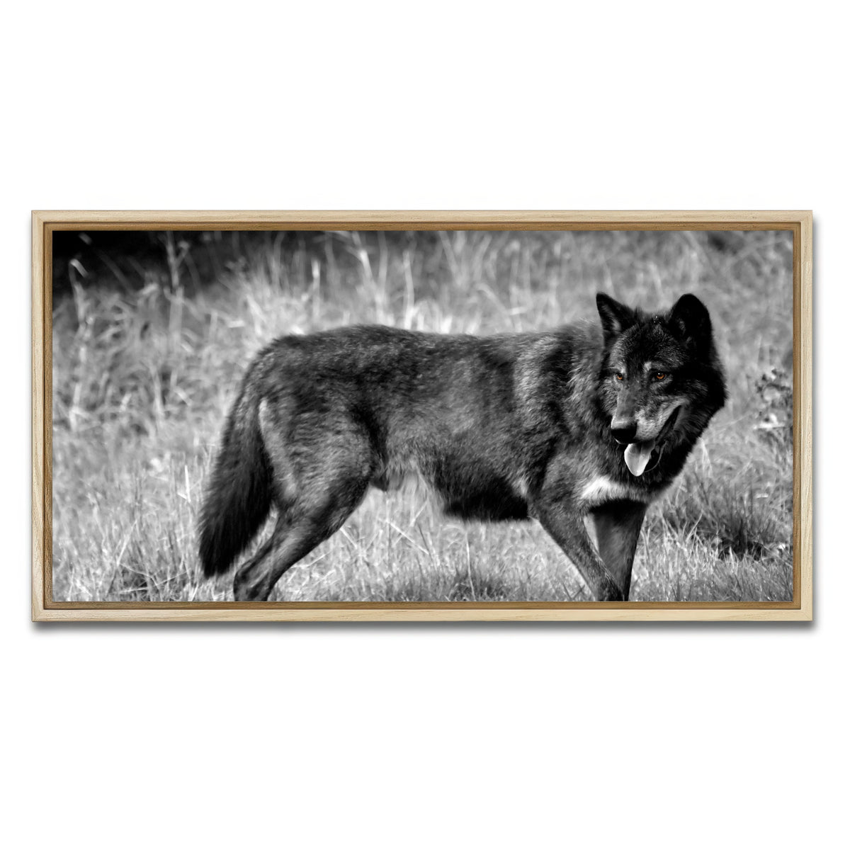 AUTO-MOCKUP WHITE | Black Wolf Grayscale | 1 Piece | Natural Framed Canvas | group=2x1