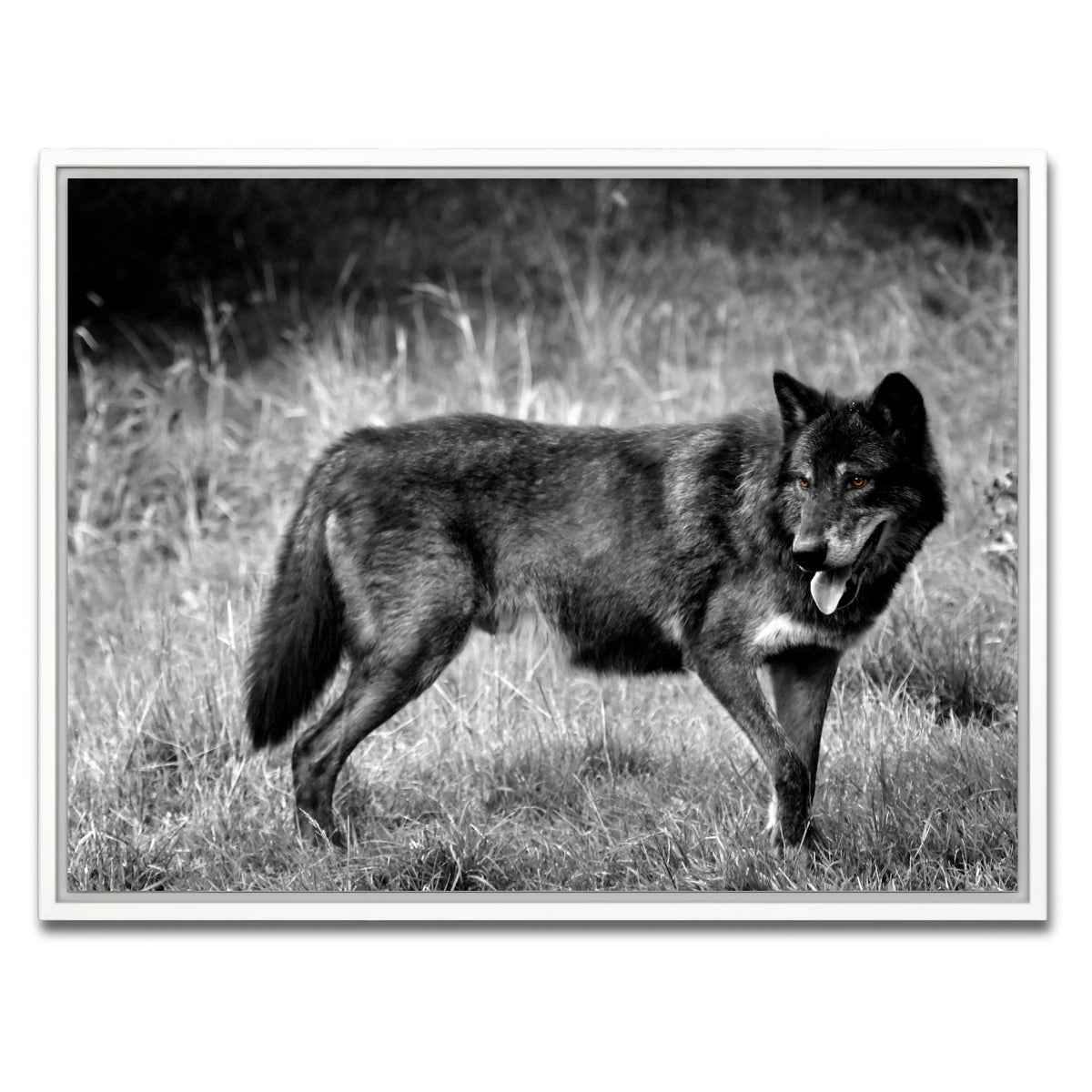 AUTO-MOCKUP WHITE | Black Wolf Grayscale | 1 Piece | White Framed Canvas | group=4x3