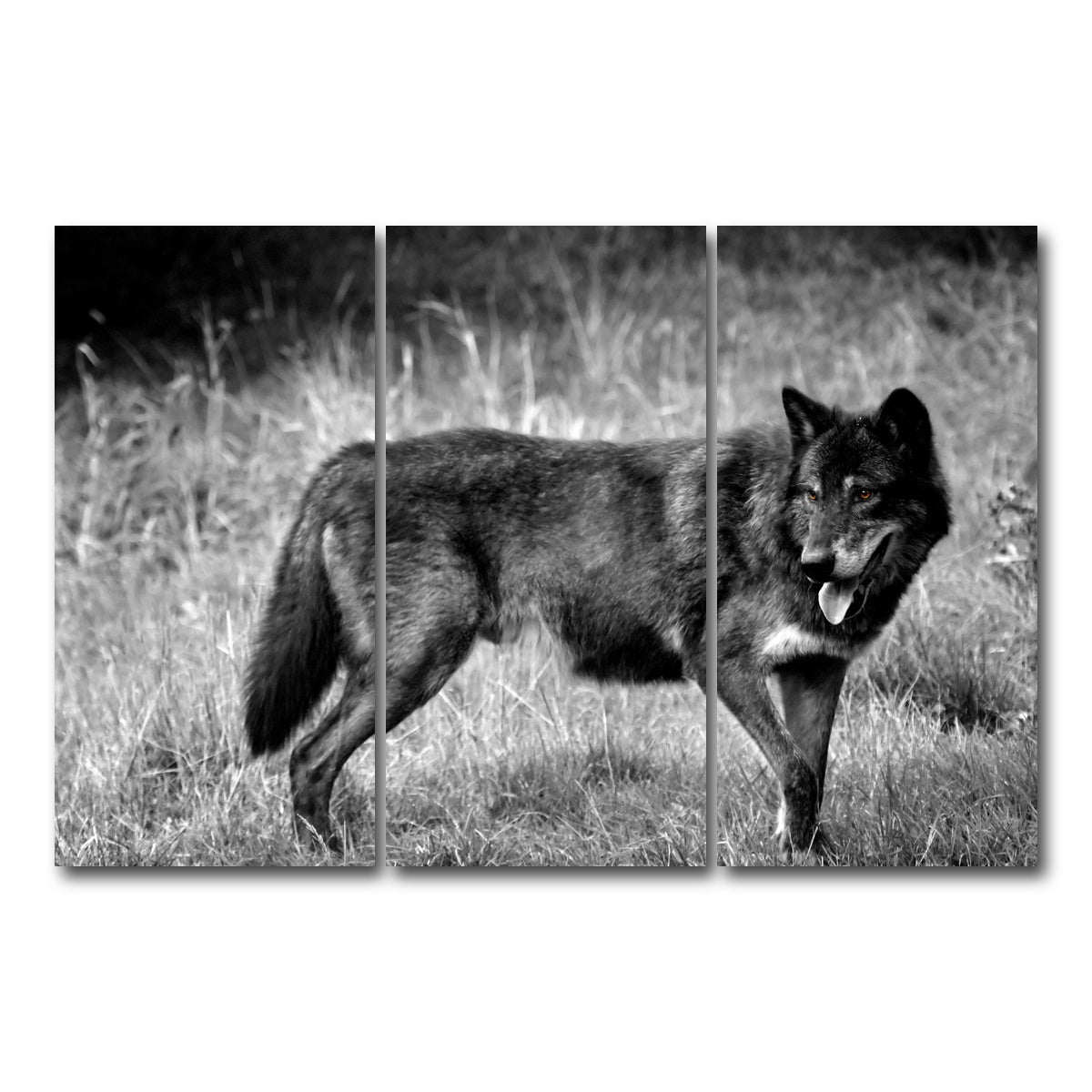 AUTO-MOCKUP WHITE | Black Wolf Grayscale | 3 Piece | Gallery Wrap Canvas | group=12x24