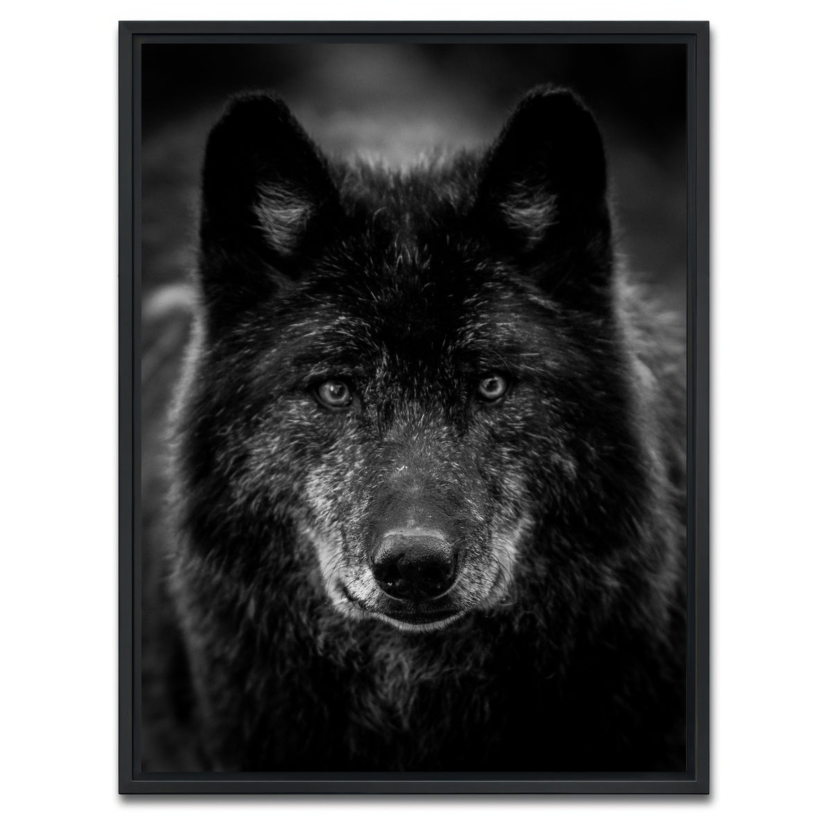 AUTO-MOCKUP WHITE | Black Wolf Headshot | 1 Piece | Black Framed Canvas | group=3x4