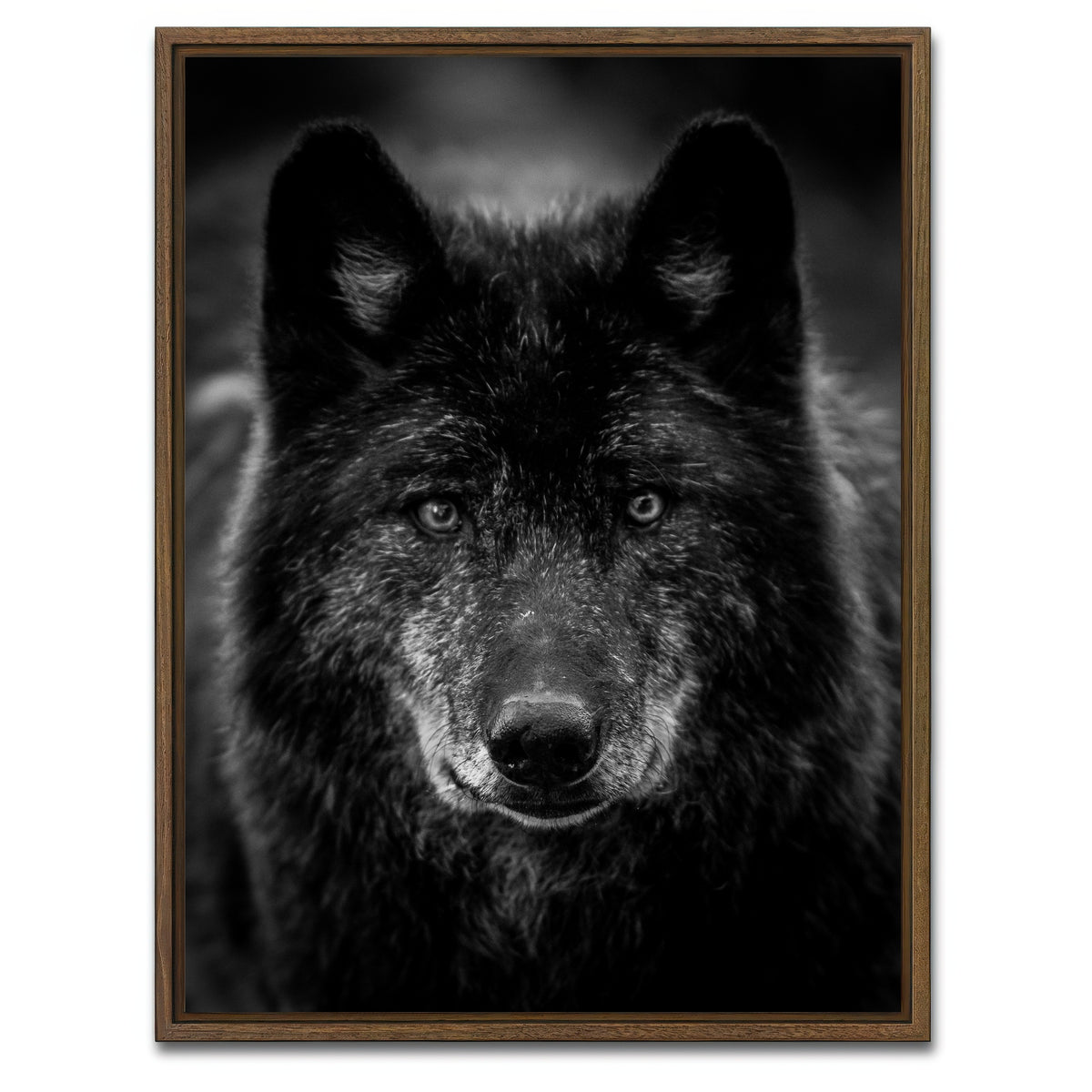 AUTO-MOCKUP WHITE | Black Wolf Headshot | 1 Piece | Walnut Framed Canvas | group=3x4