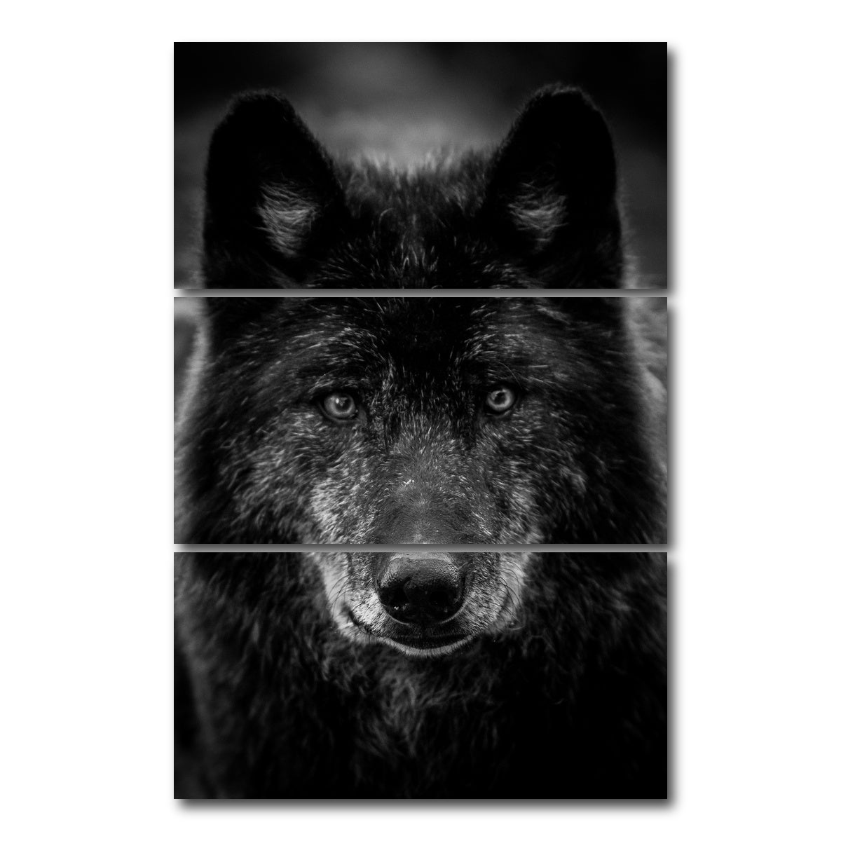AUTO-MOCKUP WHITE | Black Wolf Headshot | 3 Piece | Gallery Wrap Canvas | group=12x24_stacked