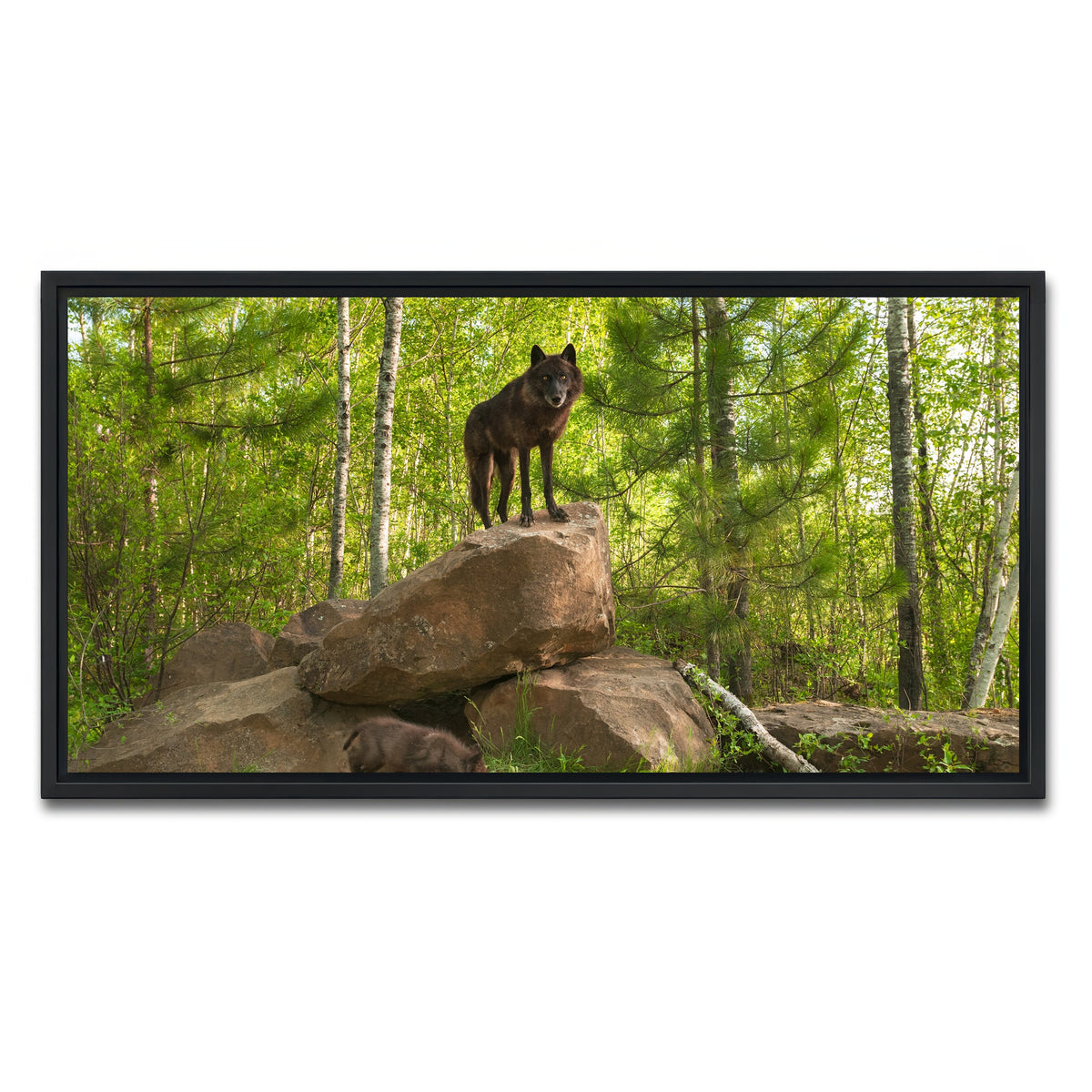 AUTO-MOCKUP WHITE | Black Wolf on Den | 1 Piece | Black Framed Canvas | group=2x1