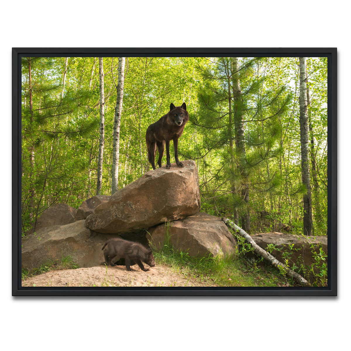 AUTO-MOCKUP WHITE | Black Wolf on Den | 1 Piece | Black Framed Canvas | group=4x3