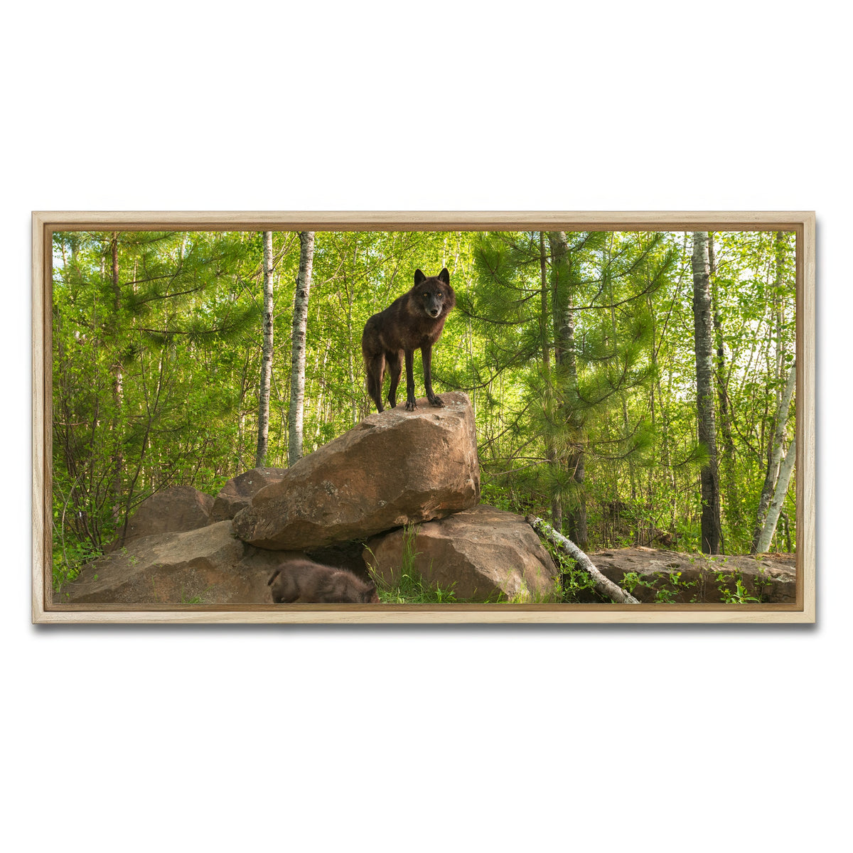 AUTO-MOCKUP WHITE | Black Wolf on Den | 1 Piece | Natural Framed Canvas | group=2x1