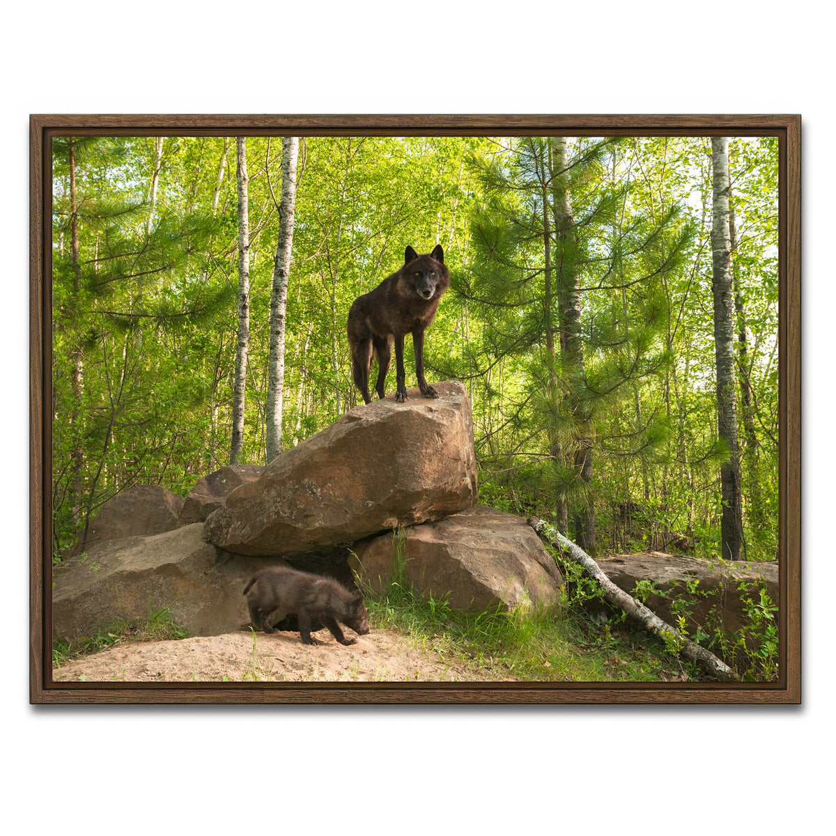 AUTO-MOCKUP WHITE | Black Wolf on Den | 1 Piece | Walnut Framed Canvas | group=4x3
