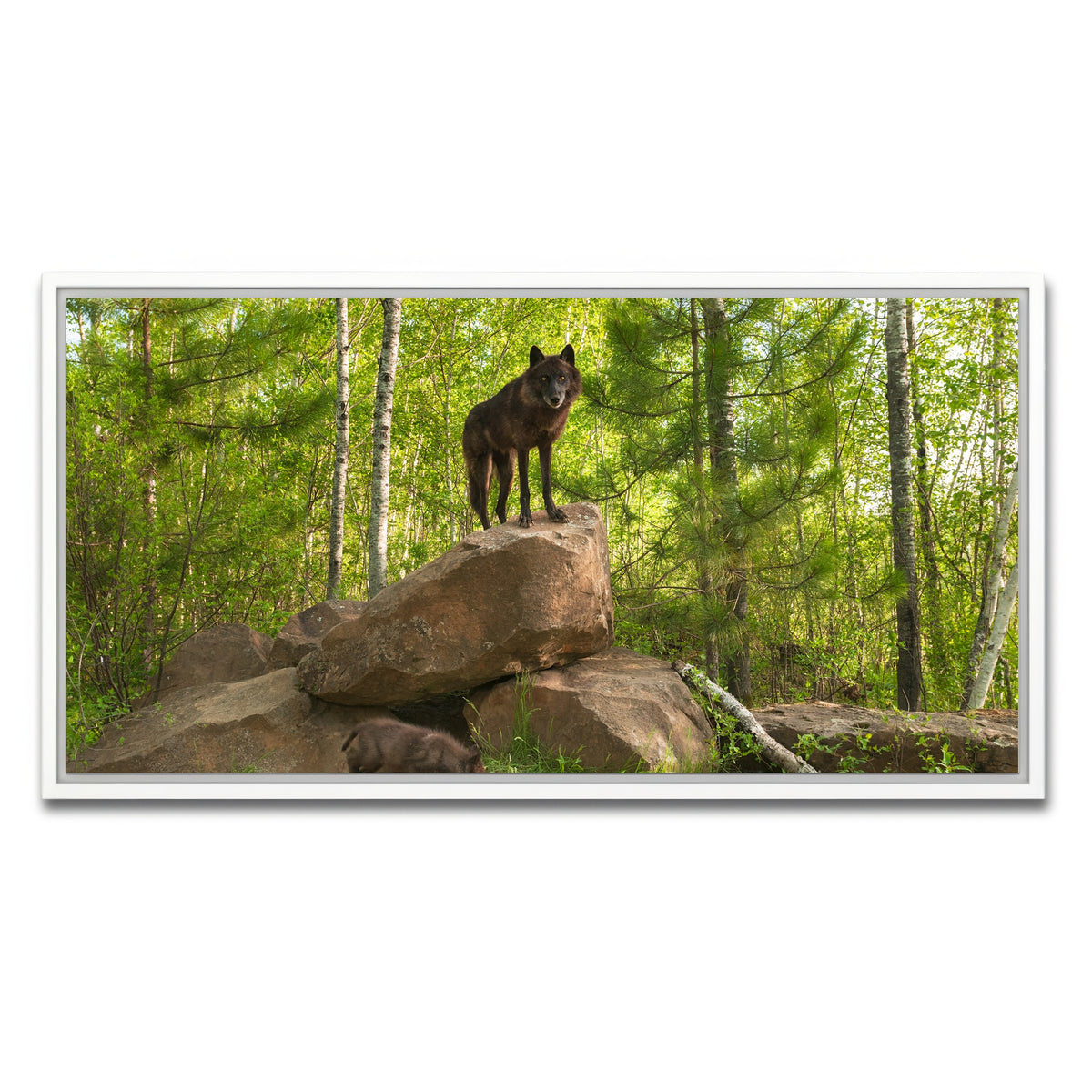 AUTO-MOCKUP WHITE | Black Wolf on Den | 1 Piece | White Framed Canvas | group=2x1