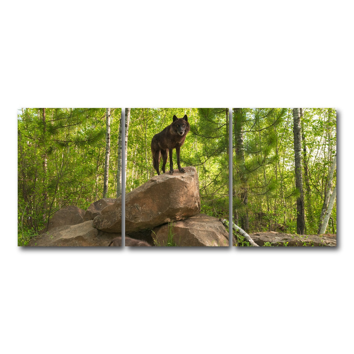 AUTO-MOCKUP WHITE | Black Wolf on Den | 3 Piece | Gallery Wrap Canvas | group=18x24