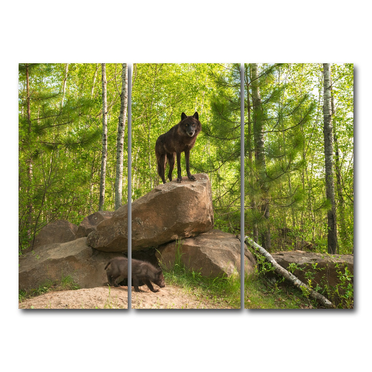 AUTO-MOCKUP WHITE | Black Wolf on Den | 3 Piece | Gallery Wrap Canvas | group=8x18