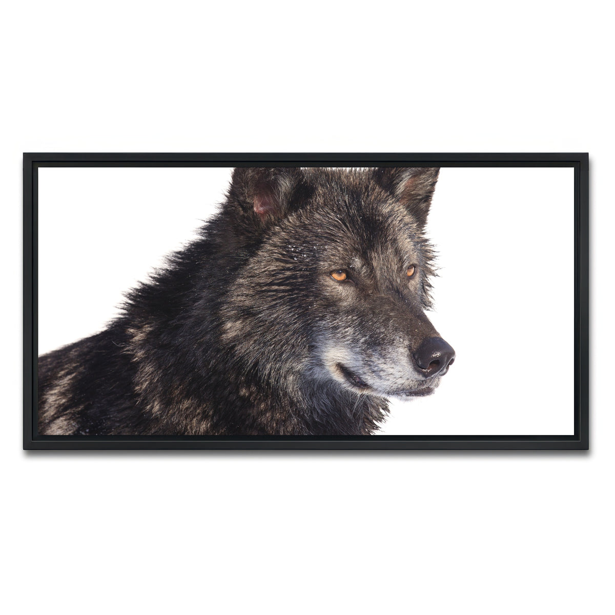 AUTO-MOCKUP WHITE | Black wolf side portrait | 1 Piece | Black Framed Canvas | group=2x1
