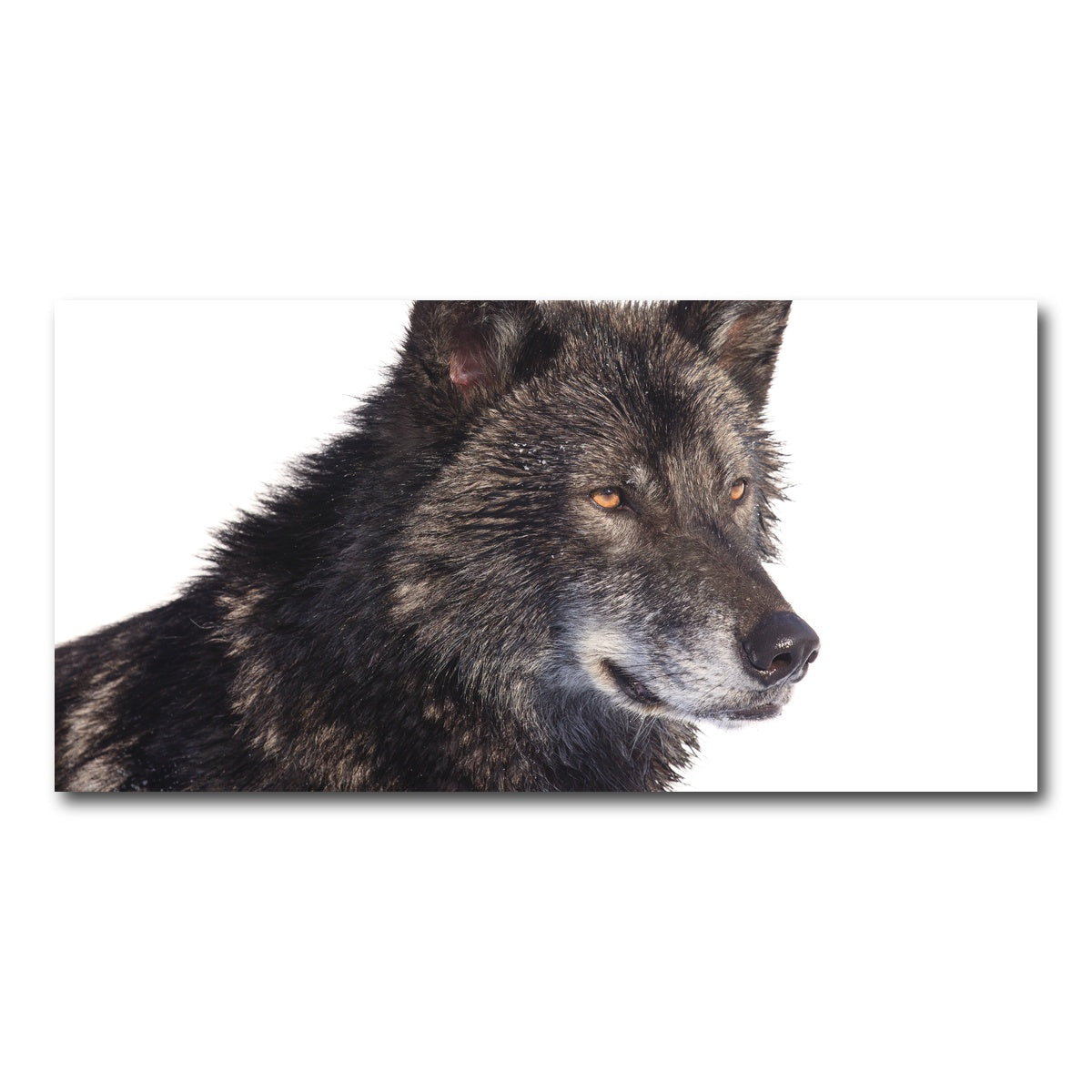 AUTO-MOCKUP WHITE | Black wolf side portrait | 1 Piece | Gallery Wrap Canvas | group=2x1