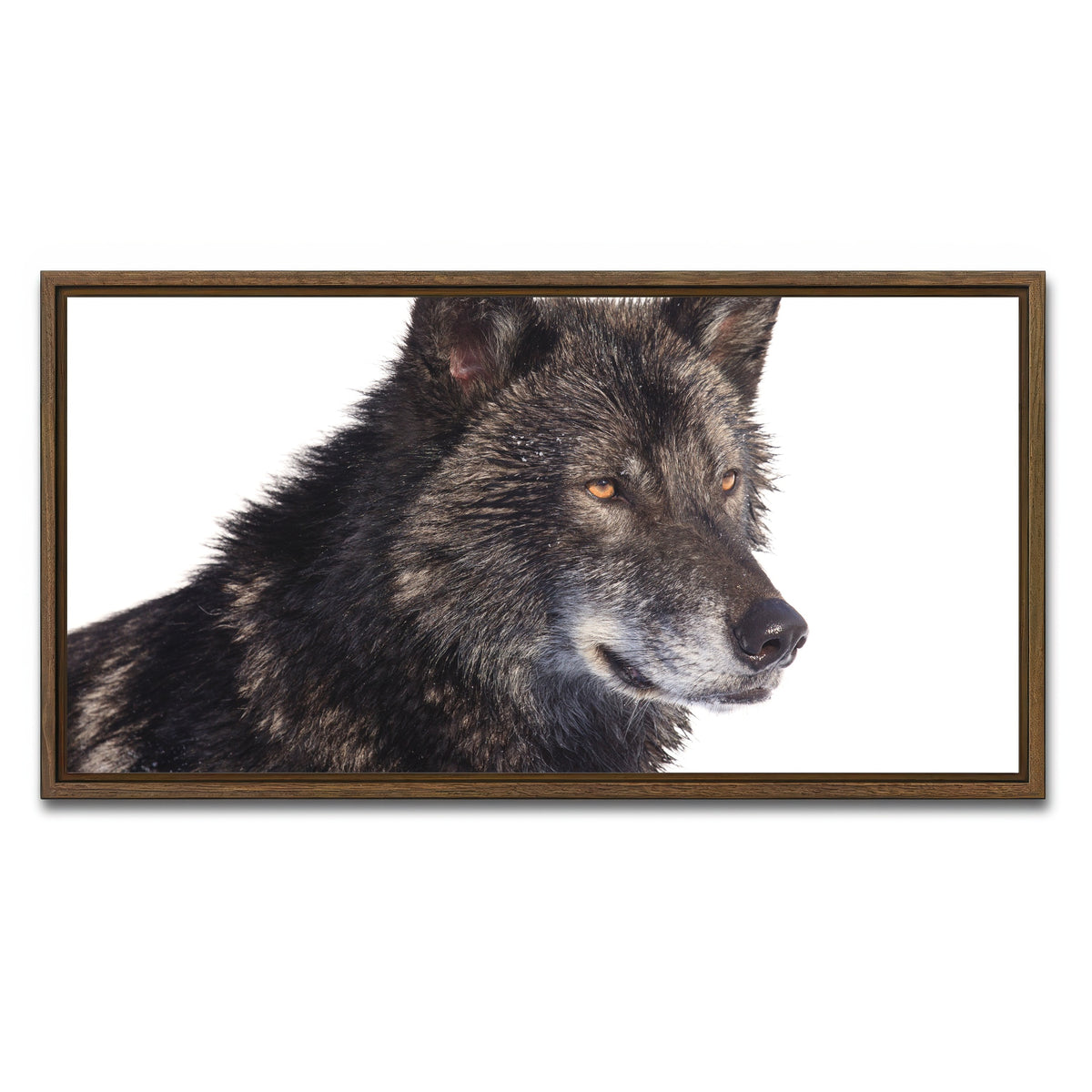 AUTO-MOCKUP WHITE | Black wolf side portrait | 1 Piece | Walnut Framed Canvas | group=2x1