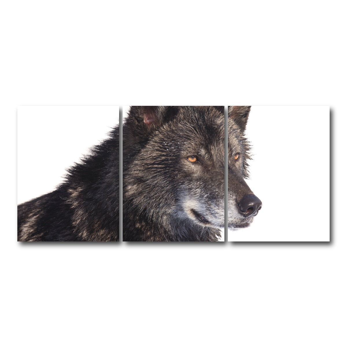 AUTO-MOCKUP WHITE | Black wolf side portrait | 3 Piece | Gallery Wrap Canvas | group=18x24