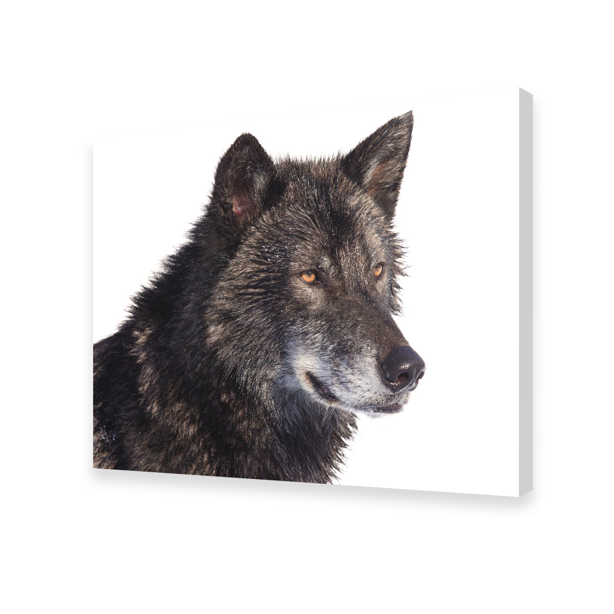 Black Wolf Side Portrait Wall Art
