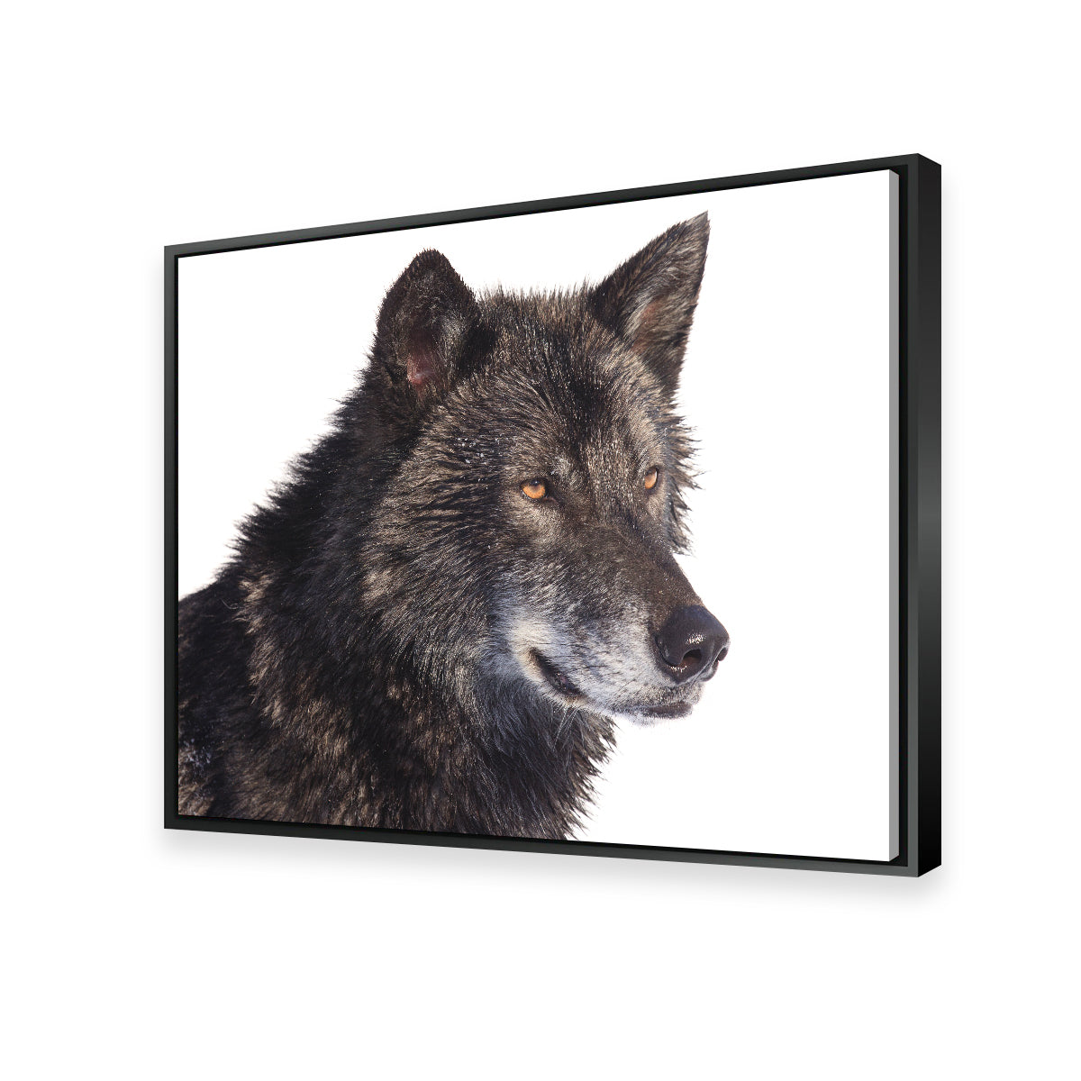 Black Wolf Side Portrait Wall Art