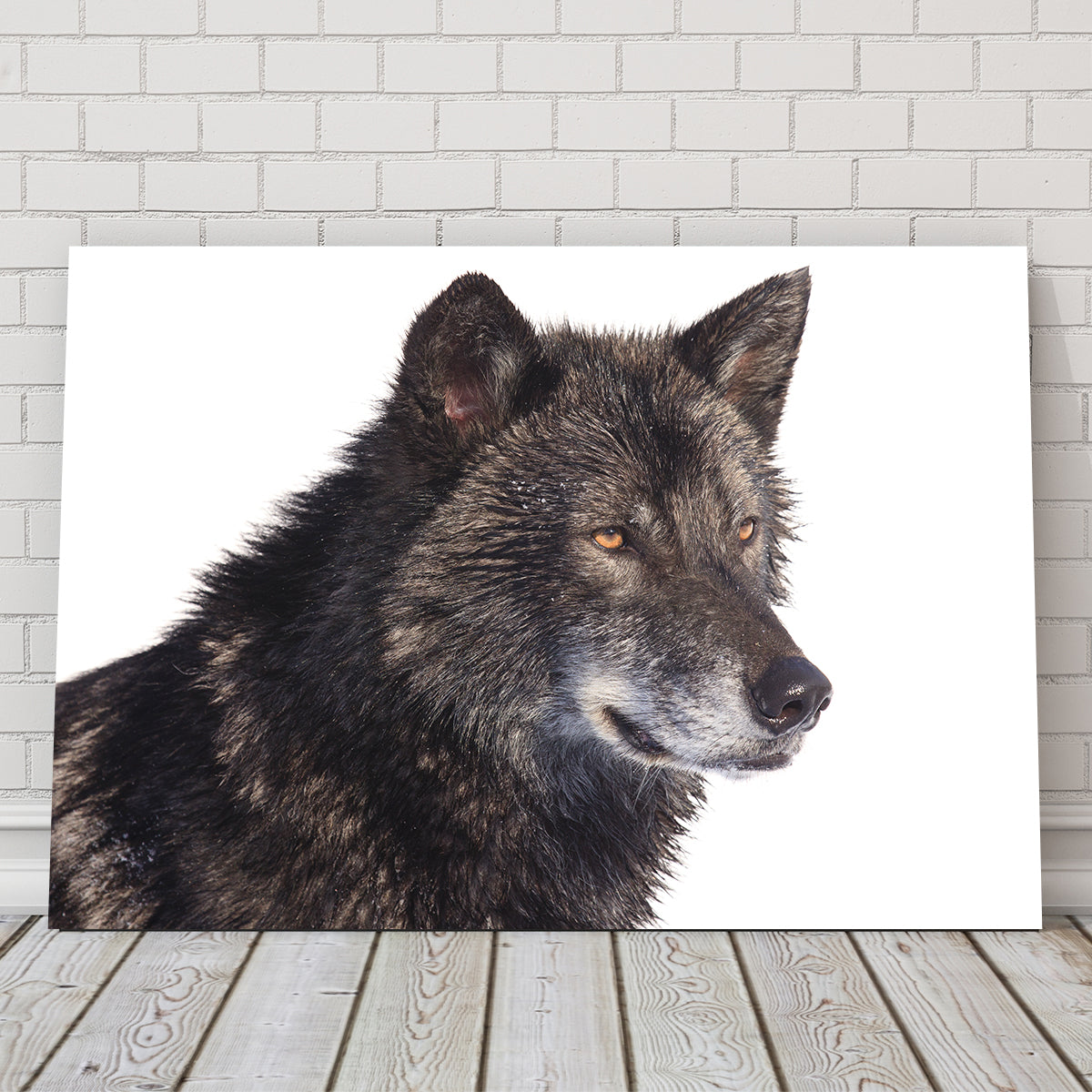 Black Wolf Side Portrait Wall Art