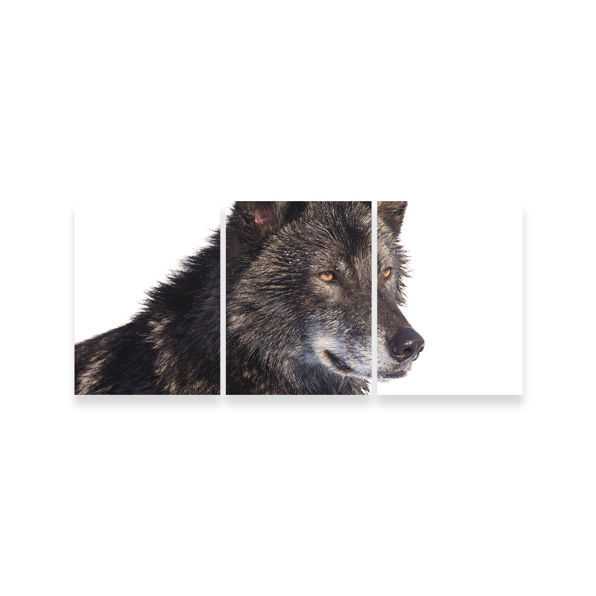 Black Wolf Side Portrait Wall Art