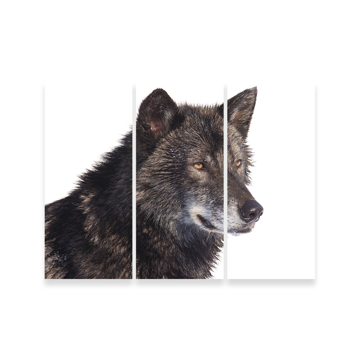 Black Wolf Side Portrait Wall Art