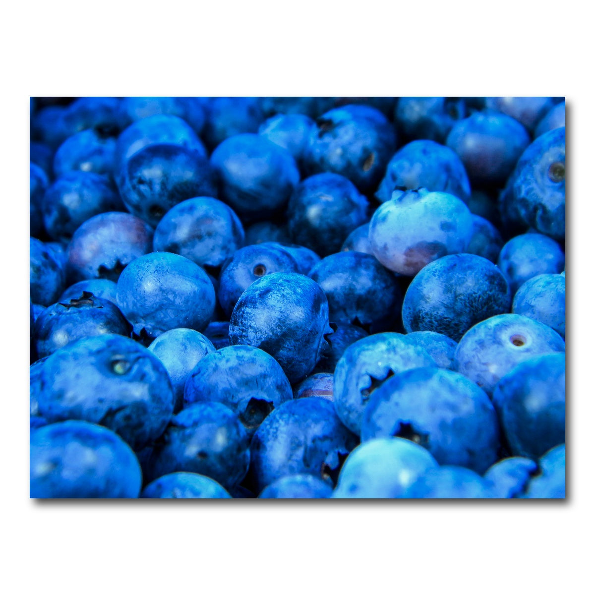 AUTO-MOCKUP WHITE | Blue Blueberries | 1 Piece | Gallery Wrap Canvas | group=4x3