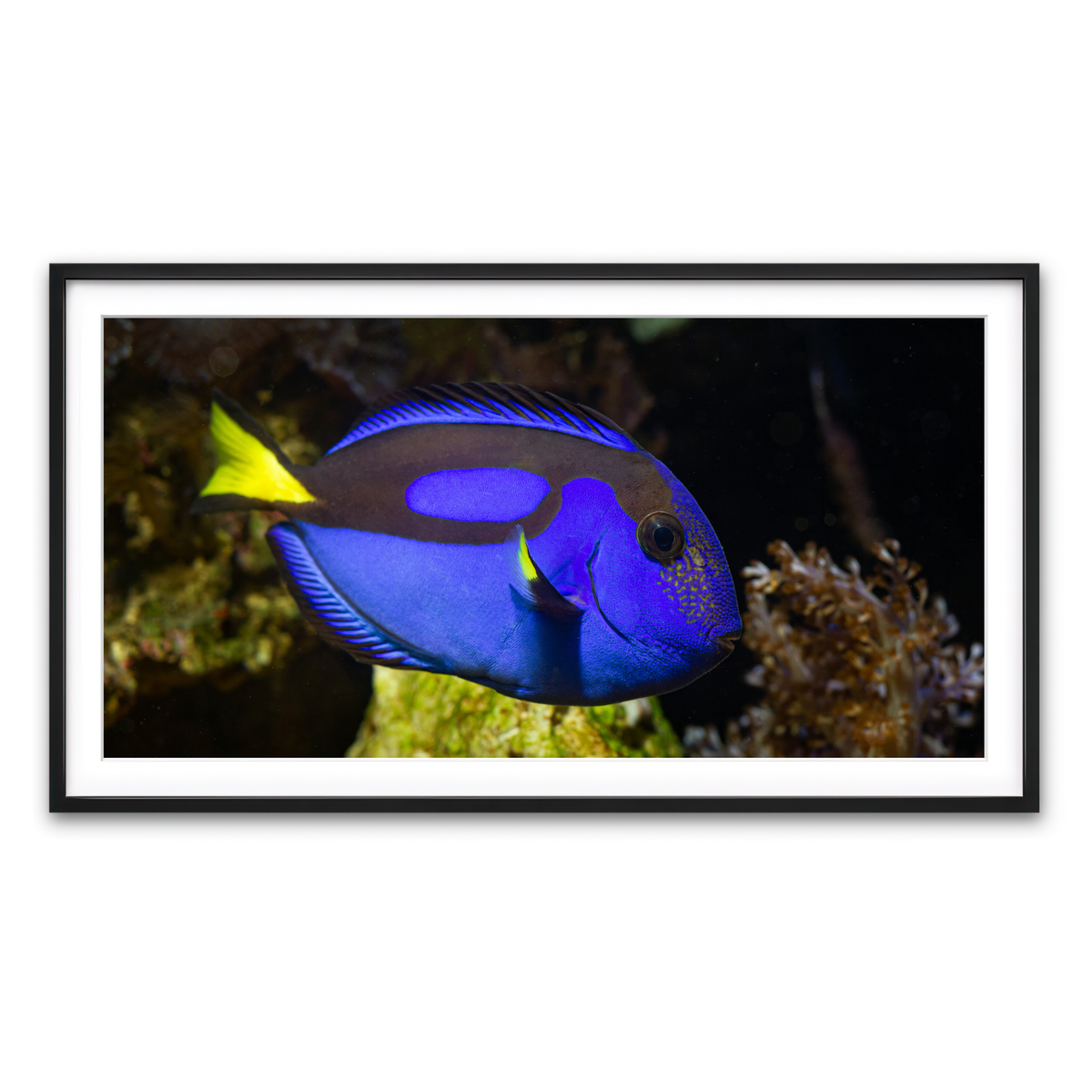 Framed Print 2x1 Black